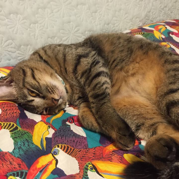 10e0c709 4e36 4ed0 8323 0fcf4b3ab287