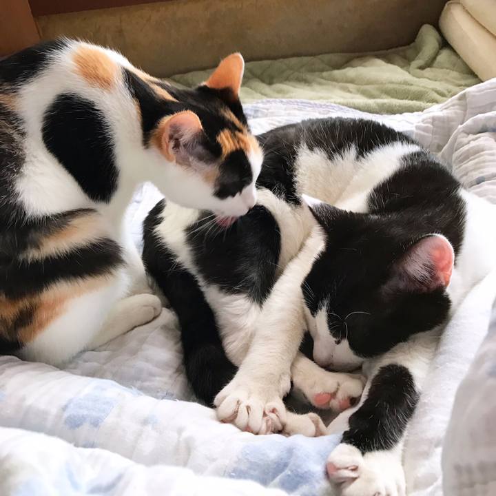 10e9f9e8 d8db 4c5c b94a f8ec2454cf95