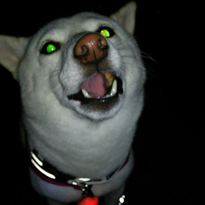 10f0e88b d4c2 49e0 a513 43d81d39621c