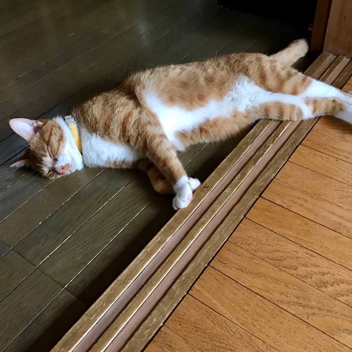 1102a4c7 91be 4fc9 a69d 584589346034