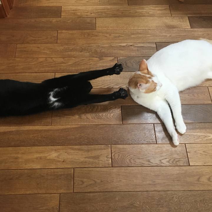 11030437 2ece 4314 b968 218a207b0d87