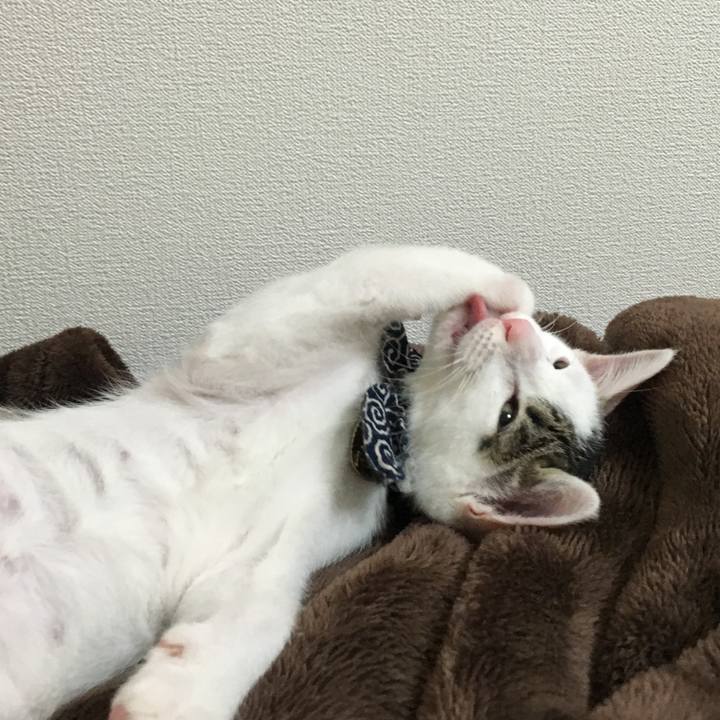 110a4d19 ca59 49c2 8ebd 208a6942f78a