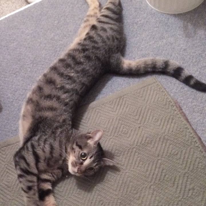 110a9c8a 12f4 403a a396 e6e8162193fe