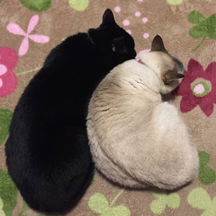 1118626f 0587 4187 83ef d6cf8df0f06a