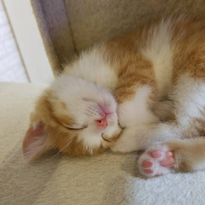 1120c908 ae2d 4035 bde0 b138c66a6a3a