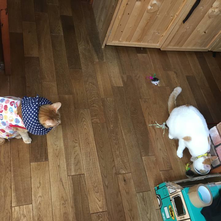 1123a50b 3c05 4981 b5f4 8f854d11b29c