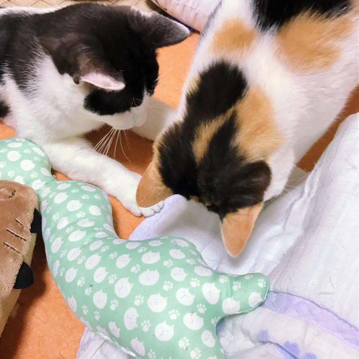 1124a5c4 f2e6 4487 ba55 1862d9c3953c