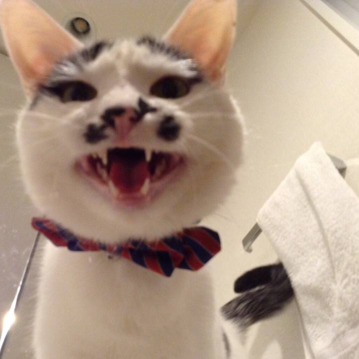 11345765 225a 4407 9856 e0301459d5de