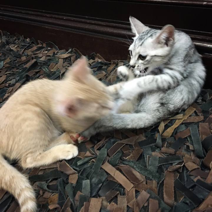 11397492 722f 40d1 b9df f9ee21e81b6f