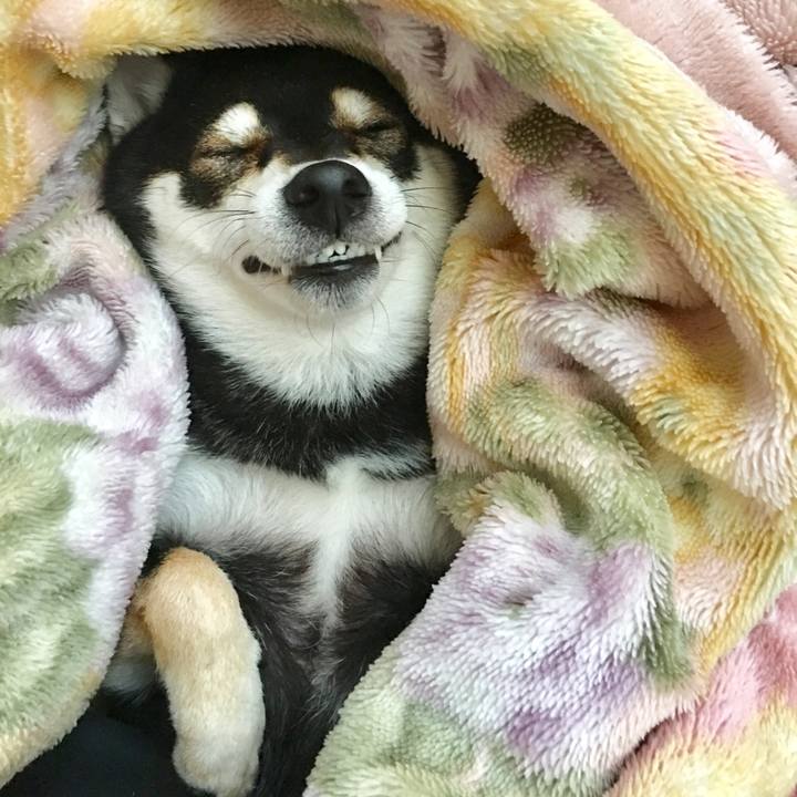 1139c16c c479 4c5d a42e 6c1e2b91380b