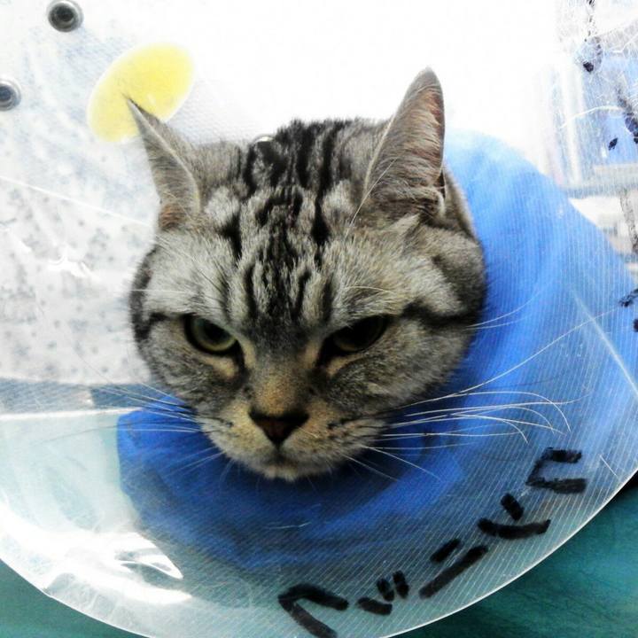 11406fa8 c97c 4a49 b3f6 0c12db2948ec