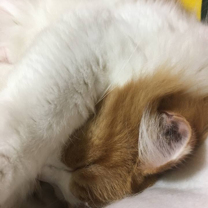 114553f0 33e6 4654 bfff 3bb19c81f639