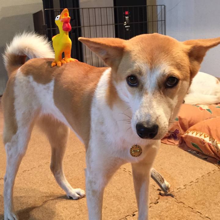 1146659c da30 4a2f b1e7 1c9dff393af3