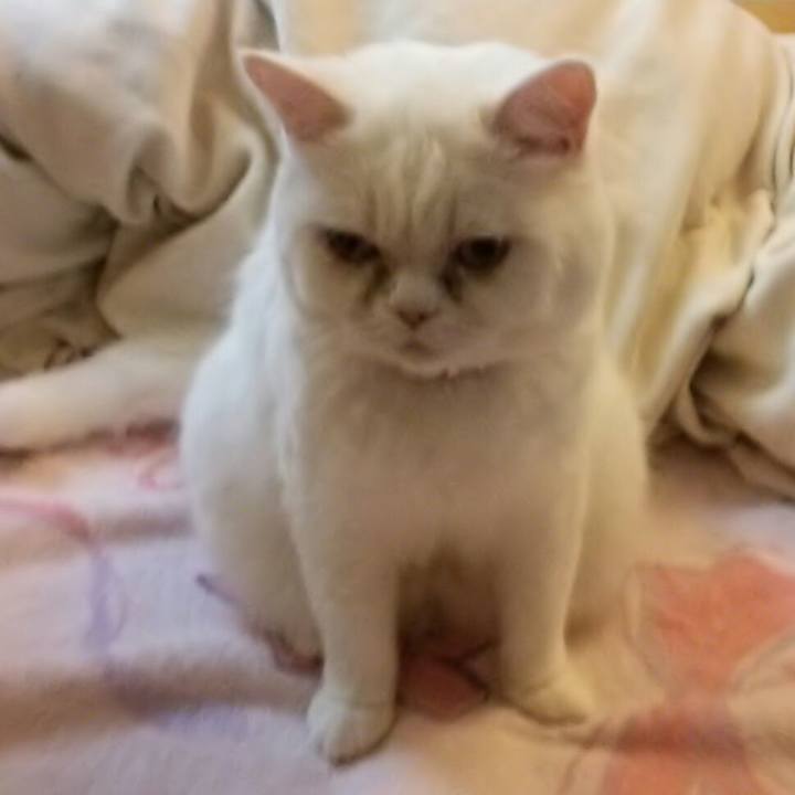 114a39e4 ef78 46ce b3e8 0b910e6ad5fb