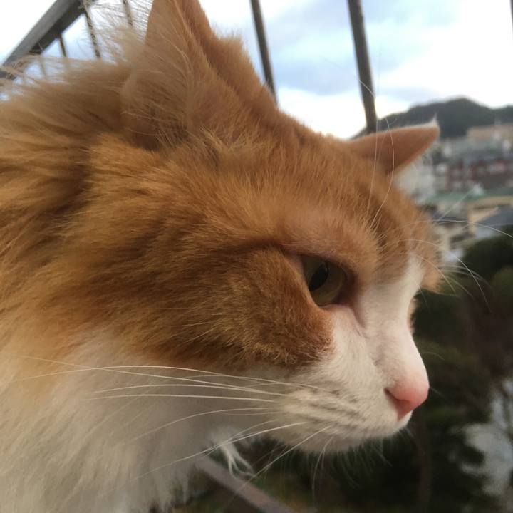 115900df 2176 4459 987f 77951a1311b9