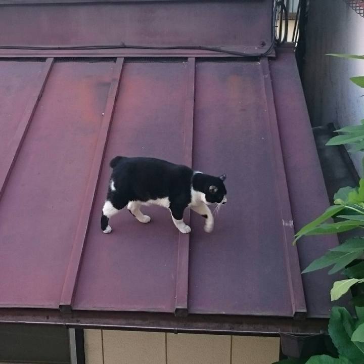 115a6736 4344 4291 8858 4596596ee17d