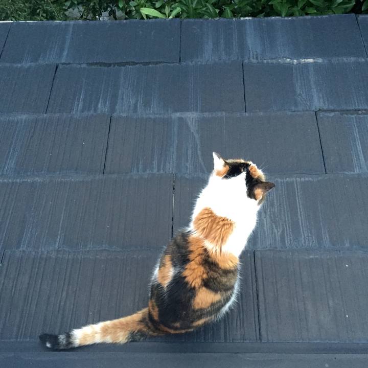 115c6310 32dd 4e6f 9d2f 36d5a78c4267