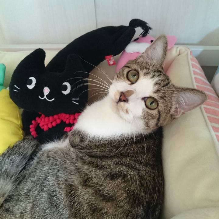 115d09cf b4b9 40c3 84cb f968c86094ca