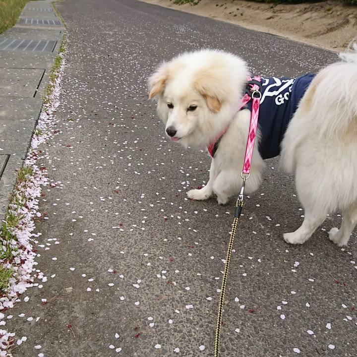 115dc716 6cc9 4ede 9c00 21e5229ace45