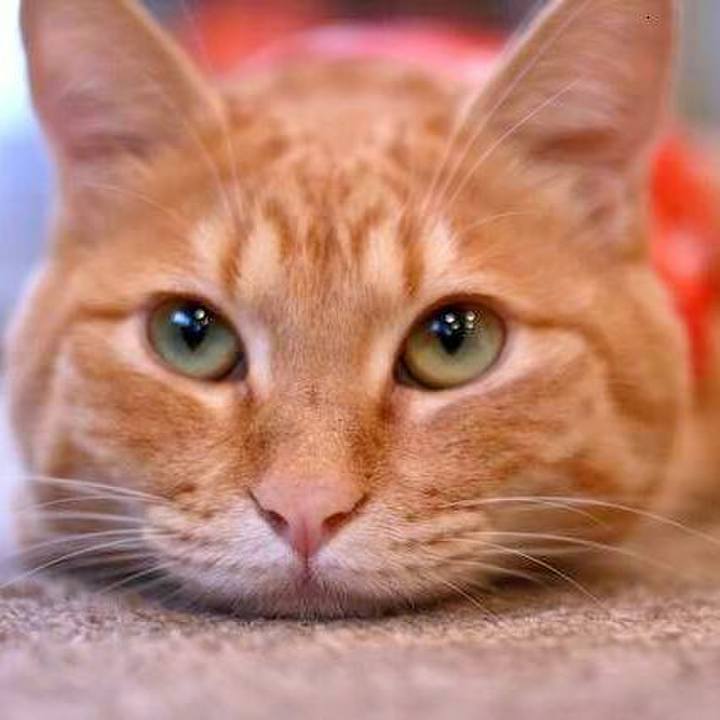 115e4ac6 7e43 4e25 8a32 94ffeffc8c8c