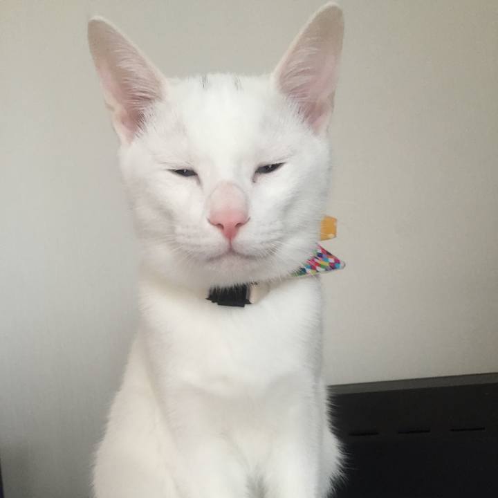 116a4c8b b17c 49a1 8088 c0e908aeffb0