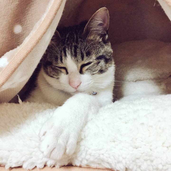 118130cc 1ff0 4b4d 9074 a90dc77b786a