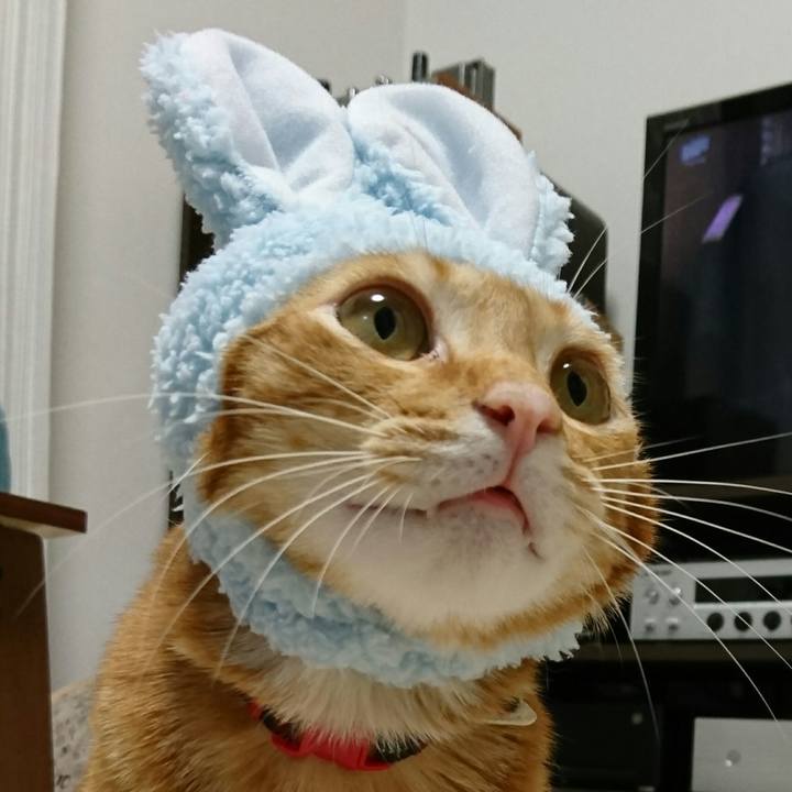 1186e719 ad43 4f15 be24 64c752b998e5