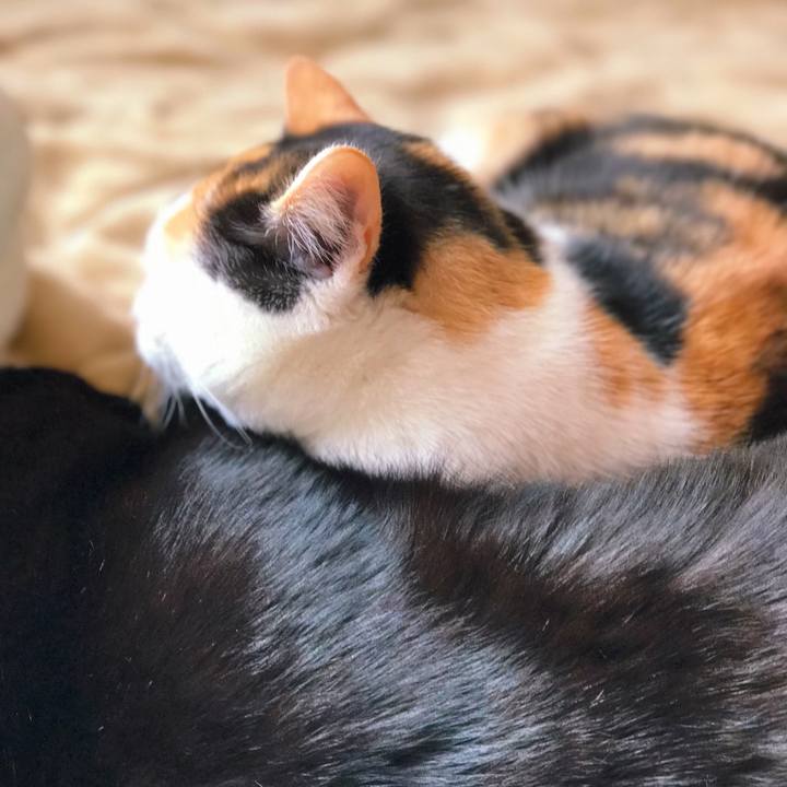 1194d6f0 98f3 4d01 a047 80923d2db797