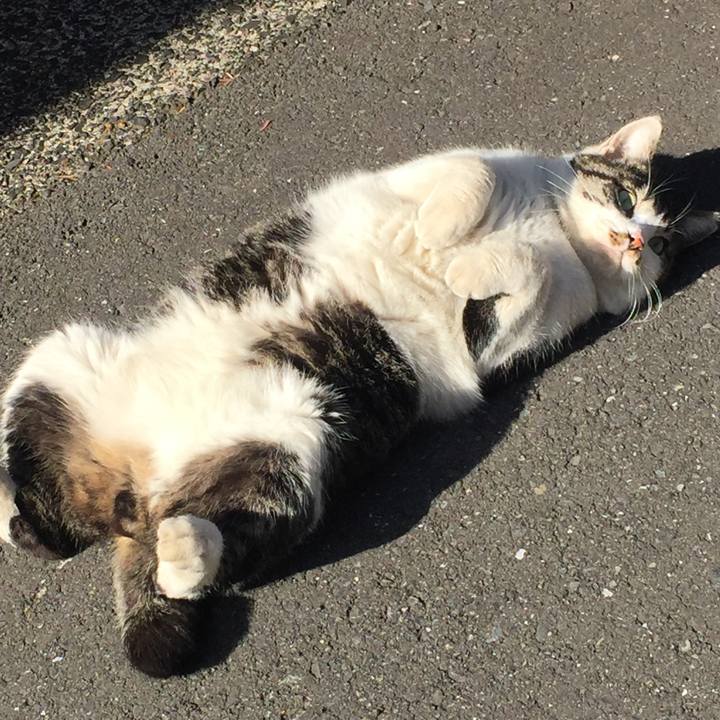 119706d4 7876 401f b471 16a84da61499