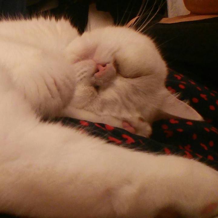 11a12bbc bad8 4ec7 bbea 2b6927d09769