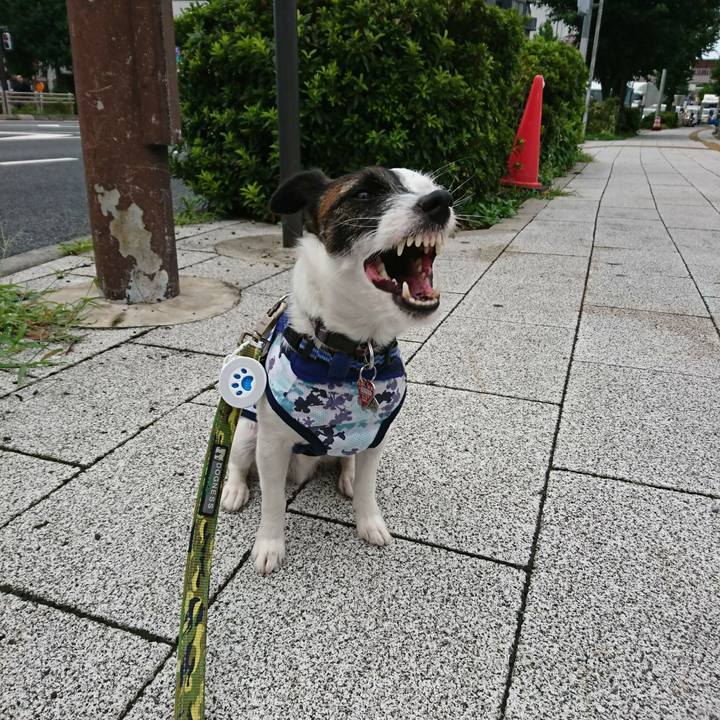 11a4ba55 028c 468b 8205 35461745a500