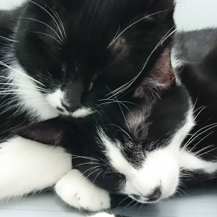 11a4d6e7 231f 4ad3 9b12 22cf8aaa5a52