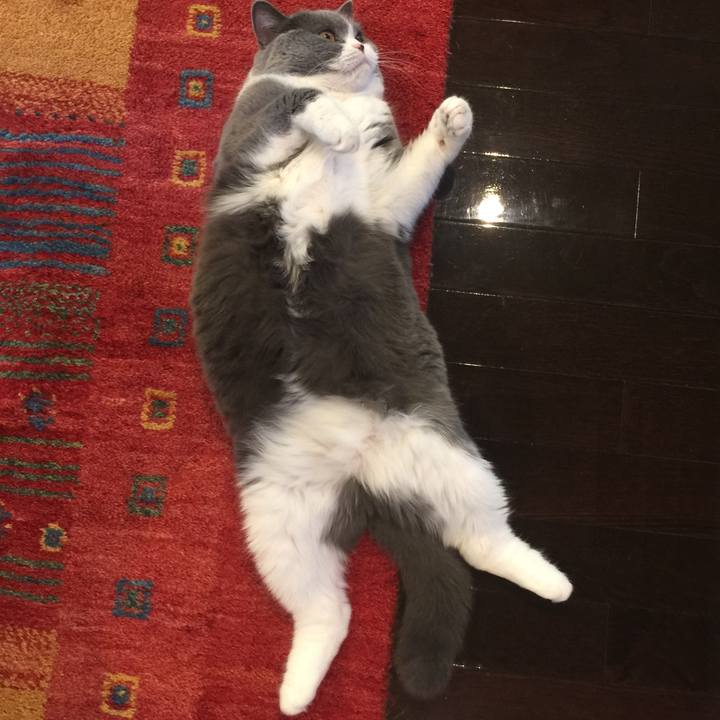 11b3cd4c 962d 4bc0 8a27 ded95e2a8b0a