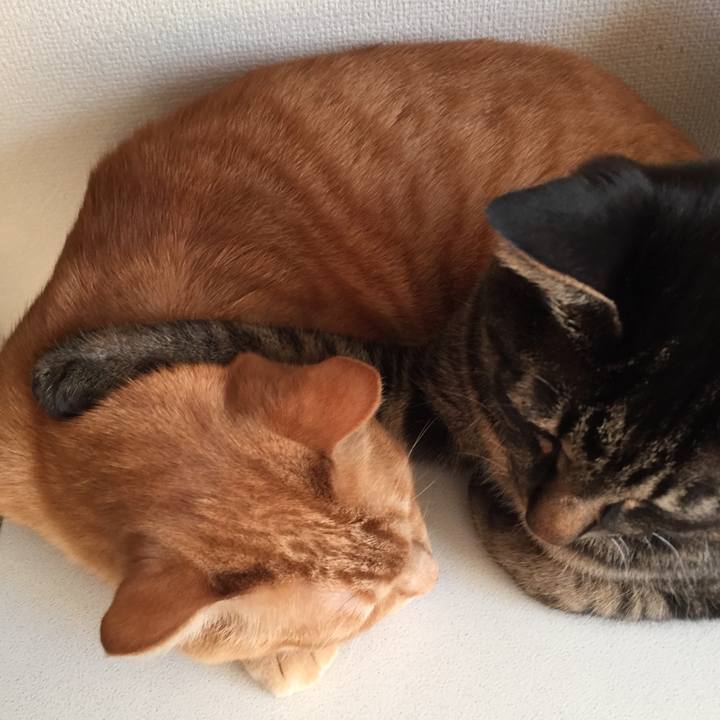 11c0eab4 af11 4bdc b0ee 7779807b5dc6