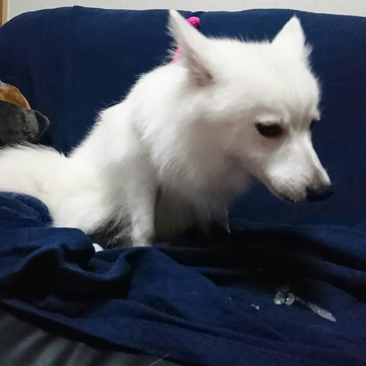 11c31fab 3753 4dd2 a107 83c86ff649f6