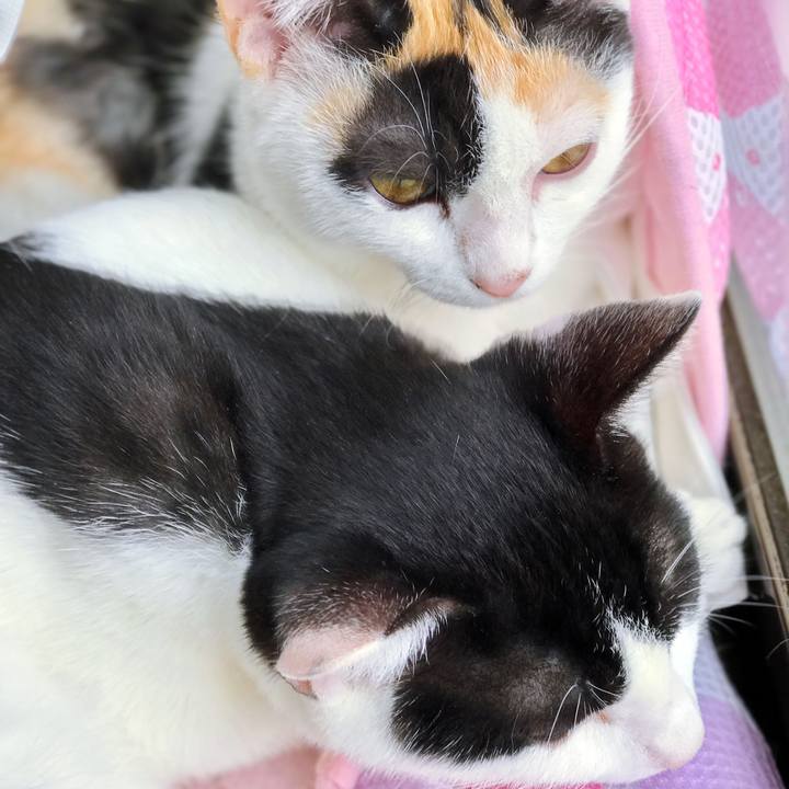 11ca15d6 2d60 443c bc08 00c069649c8b