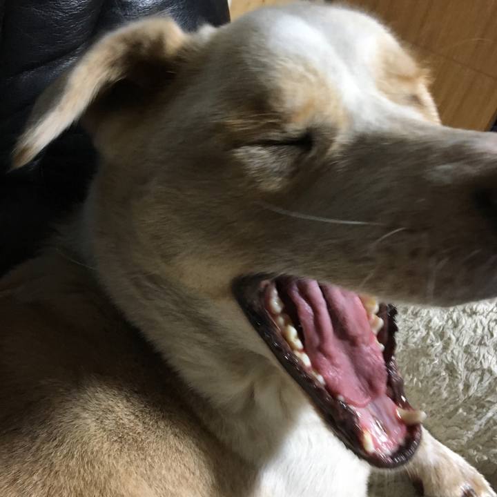 11ca47eb 46ba 4670 a630 0f2592f75004