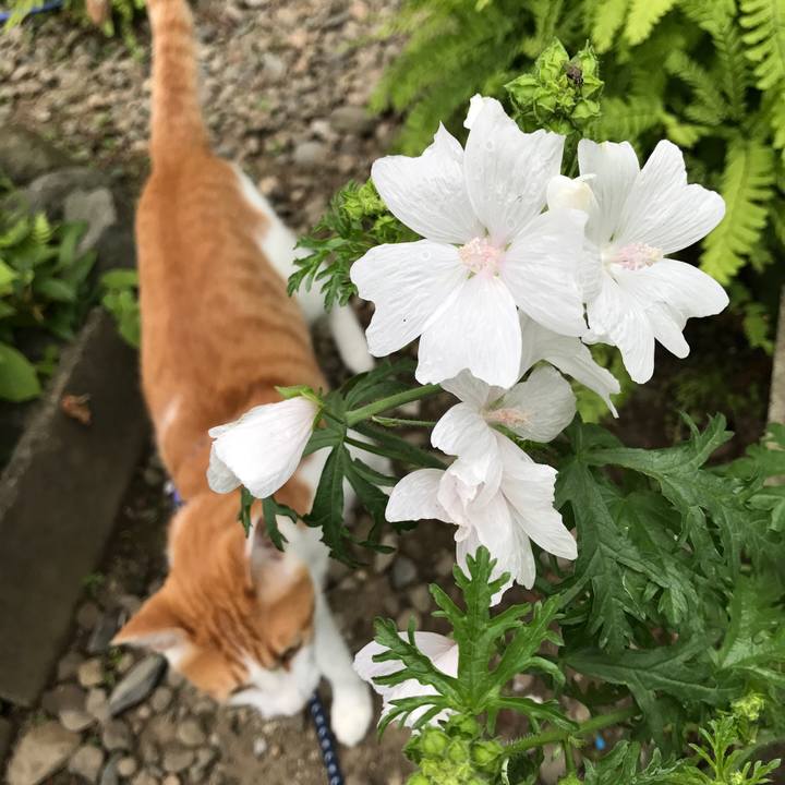 11d0d97d 83d8 423a b4d2 7999b7ff36c7