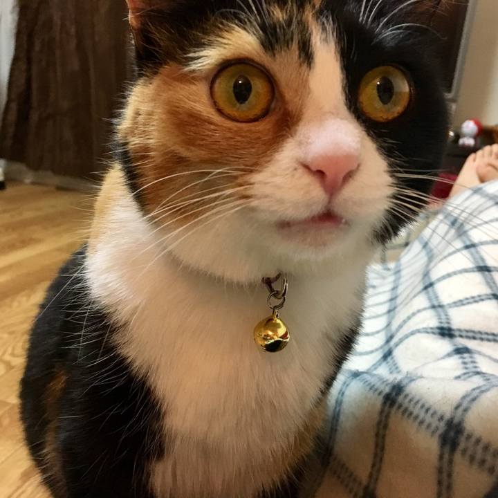 11d62f69 2c4c 4aac a193 d8f52ab42fa3