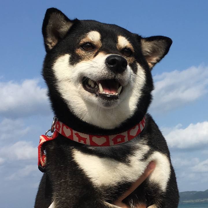 11d9a000 b336 4dd8 9b0c 92f59b280778