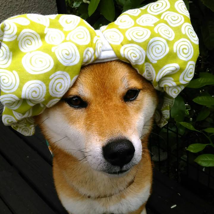 11dff2d4 e565 4d0b 9816 53ded4be3c66