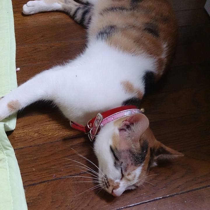 11e13ba1 ac2e 441a 9a48 0be32508dac0