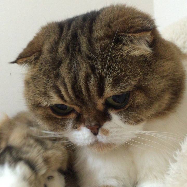 11e5ea59 f0e6 488c ba6f 7c5bf81f6dd4