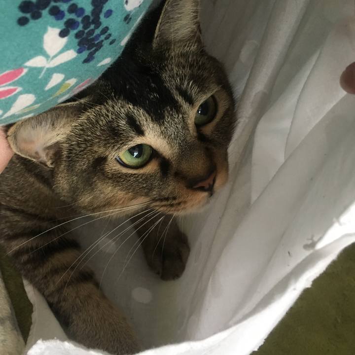 11e8eaf3 d3cb 49a0 84a2 698615290dfb