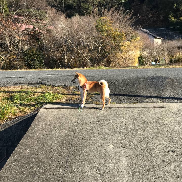 11f56c5b e435 480a bcb0 385799837028