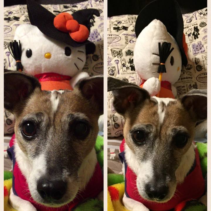 11f83eba c753 4c51 81c3 fb2c644e78e5