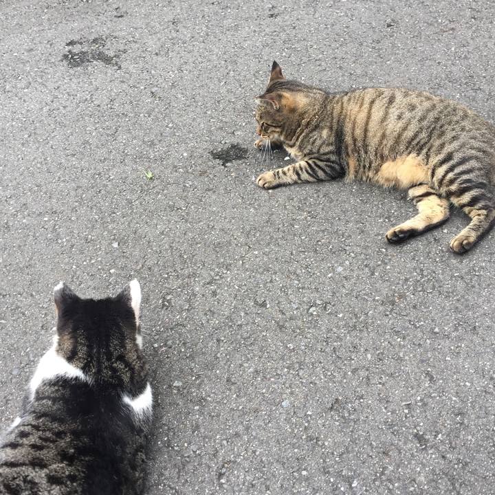 11ffdcb1 f536 4c61 8b3c 4af18930638e