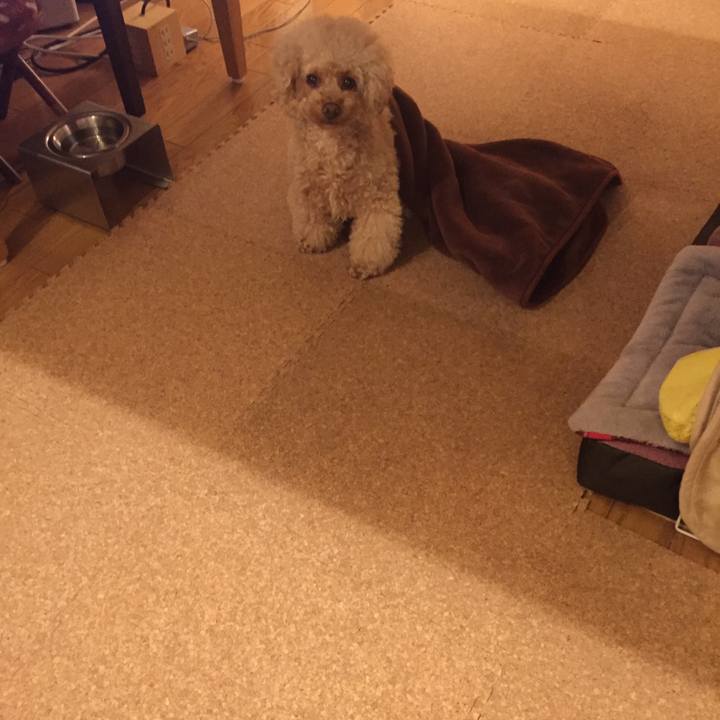 121a51cd bc57 4dc4 8602 21e42772c82e