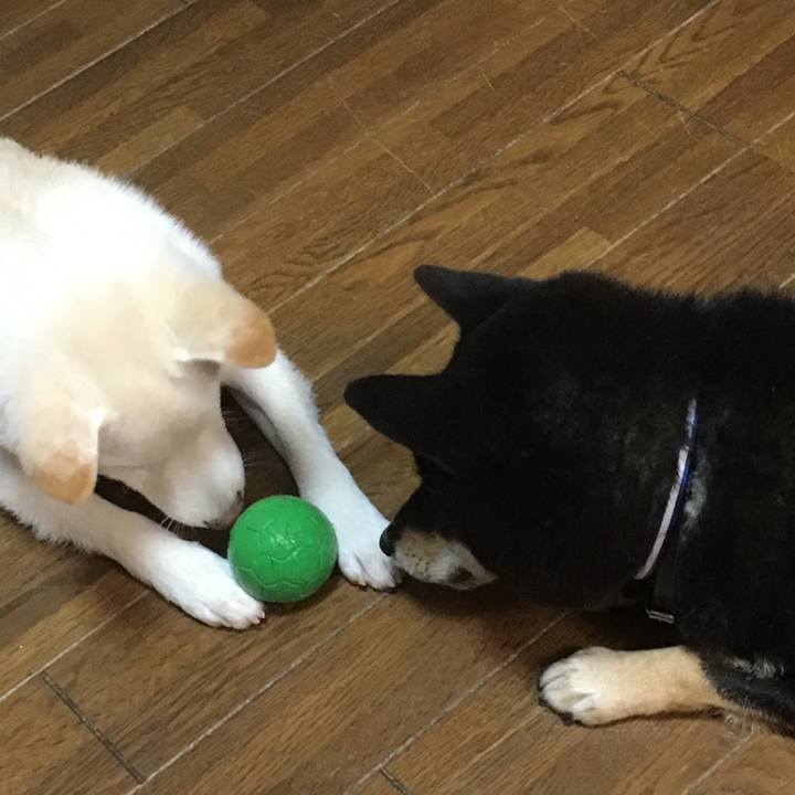 12294097 1e32 4dc0 8039 6a14322fe2ff