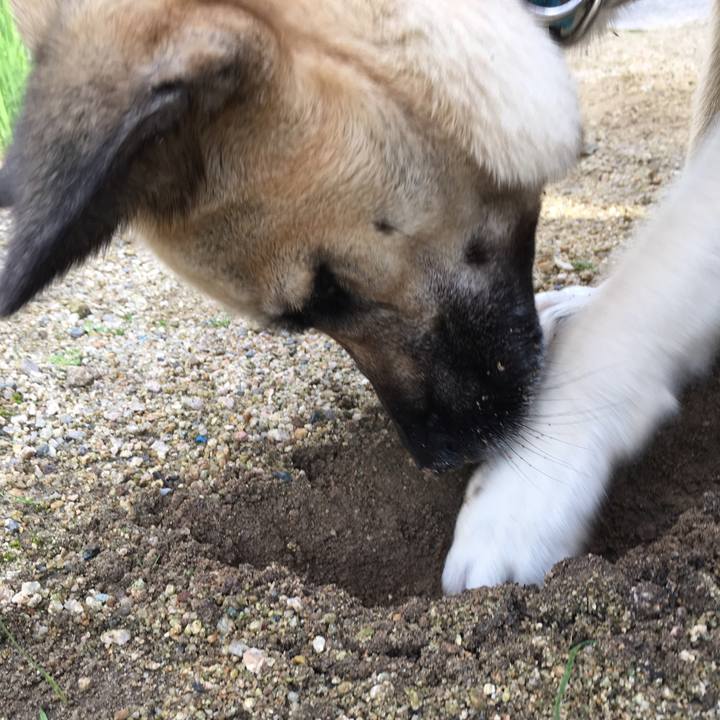 123bfd26 2271 4c2c a729 f3a76cd663e9